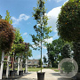 Amelanchier arborea 'Robin Hill' 10-12 HO 35L