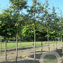 Amelanchier arborea 'Robin Hill' 10-12 HO 25L