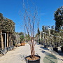 Prunus serrula 200-250 cm container meerstammig extra