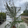 Prunus serrula 200-250 cm 35L
