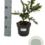 Berberis darwinii 'Compacta' 20-30 cm 10L