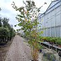 Prunus 'The Bride' 250-300 cm container meerstammig