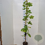Vitis 'Boskoop Glory' 150-175 cm 5,0L