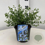 Ceanothus thyrsiflorus repens 20-25 cm 2,0L