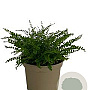 Asplenium trichomanes GM 2,0L