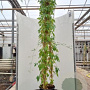 Clematis montana grandiflora 50-55 cm 2,0L