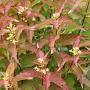 Diervilla splendens 30-40 cm C1