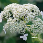 Hydrangea a. White Dome 20-30 cm 2,0L