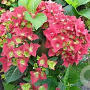 Hydrangea m. 'AB Green Shadow' GM C3