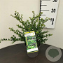 Ilex crenata 'Convexa' 25-30 cm 2,5L