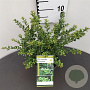 Ilex crenata 'Convexa' 25-30 cm 2,5L
