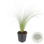Stipa tenuissima 'Ponytails' GM P9