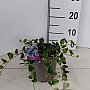 Vinca minor 'Ralph Shugert' 30-40 cm P15