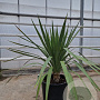 Yucca gloriosa 80-100 cm 30L
