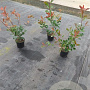 Photinia fraseri 'Red Robin' 50-60 cm 3,0L