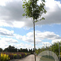Pyrus calleryana 'Chanticleer' 10-12 HO 35L