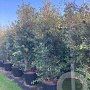 Quercus ilex 250-300 cm cont. 180L meerstammig
