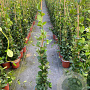 Trachelospermum jasminoides 80-100 cm 2,0L met stok