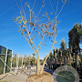 Albizia julibrissin 400-450 cm draadkluit meerstammig