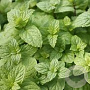 Mentha piperita citr. 'Mandarine' GM  P11
