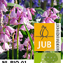 Hyacinthoides hispanica Roze/ Pink 8-10 cm verpakt per 100