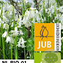 Hyacinthoides hispanica Wit/ White 8-10 cm verpakt per 100