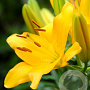 Lilium Aziatisch Geel 16-18 cm verpakt per 5