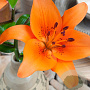 Lilium Aziatisch Oranje 16-18 cm verpakt per 5