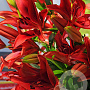 Lilium Aziatisch Rood 16-18 cm verpakt per 5