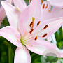 Lilium Aziatisch Roze 16-18 cm verpakt per 5