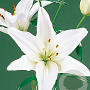 Lilium Aziatisch Wit 16-18 cm verpakt per 5