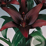 Lilium Aziatisch Zwart 16-18 cm verpakt per 5