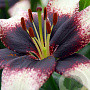 Lilium Aziatisch Zwart/Wit 16-18 cm verpakt per 5