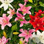 Lilium Aziatisch Gemengd 16-18 cm verpakt per 5