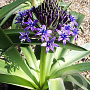 Scilla peruviana 16-18 cm verpakt per 10