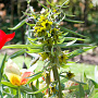 Fritillaria 'Green Eyes' verpakt per 10