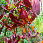 Lilium martagon 'Claude Shride' 16-18 cm verpakt per 25