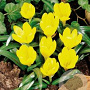 Stenbergia lutea 10-12 cm verpakt per 50