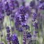Lavandula ang. 'Hidcote' GM P9