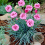 Dianthus 'Rosenkuchen' GM P9