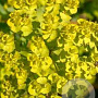 Euphorbia seguieriana niciciana GM P9