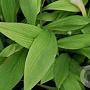 Hosta rectifolia GM volle grond