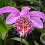 Pleione bulbocodioides GM volle grond