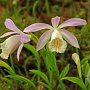 Pleione formosana GM volle grond