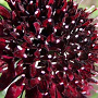 Scabiosa atr. 'Chile Black' GM P9