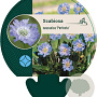 Scabiosa cauc. 'Perfecta' GM P9