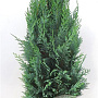 Chamaecyparis l. 'Columnaris' 80-100 cm met kluit