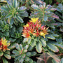 Sedum flor. 'Weihenstephaner Gold' GM P9