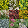 Sedum in soorten GM P9