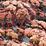 Sedum 'Orange Xenox' GM P9